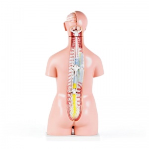 Unisex Torso Anatomical Model (40 Parts)